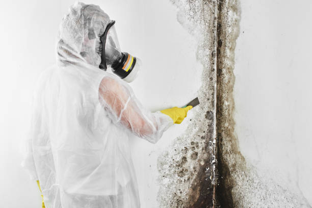 Best Fast Mold Removal  in Desert Hills, AZ